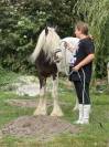 Irish cob de 2 ans 