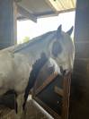 Irish cob de 2 ans 