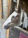 Irish cob de 2 ans 