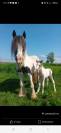 Irish cob de 2 ans 