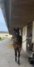 Cheval TF