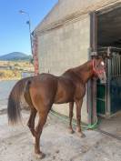 Caballo alazan arabe 