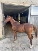 Caballo alazan arabe 