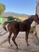 Caballo alazan arabe 
