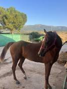 Caballo alazan arabe 