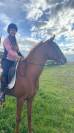 Caballo alazan arabe 