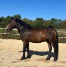 Ruin New Forest Te koop 2018 Donker bruin / bai ,  PORTMORE THUNDER CLOUD