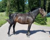PONETTE D 3 ans