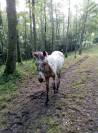 Poulain 