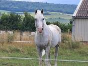 Cheval 16 ans dress,cso,cce 1m53 