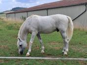 Cheval 16 ans dress,cso,cce 1m53 