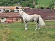Cheval 16 ans dress,cso,cce 1m53 