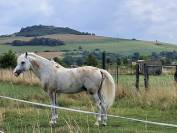 Cheval 16 ans dress,cso,cce 1m53 