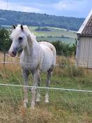 Cheval 16 ans dress,cso,cce 1m53 