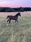 Poulain AES 