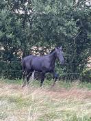 Poulain AES 