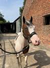 Poney pie 