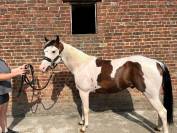 Poney pie 