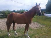 Hongre anglo arabe PP 3 ans