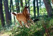 Poulains sport et loisir 