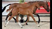 Hongre SF 4 ans CSO/CCE