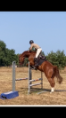 Hongre SF 4 ans CSO/CCE