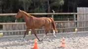 Hongre SF 4 ans CSO/CCE