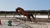 Hongre SF 4 ans CSO/CCE