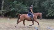 Hongre SF 4 ans CSO/CCE