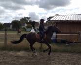 New Forest   C