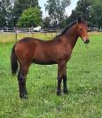 Poulain PFS par Movie Star Tilia