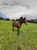 Poulain PFS par Movie Star Tilia