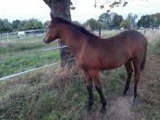 Poulain PFS par Movie Star Tilia