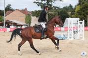 Hongre de 4 ans à vendre 