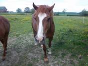 Yegua Welsh Poni (Sección C) En venta 2012 Alazán tostado