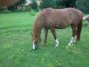 Yegua Welsh Poni (Sección C) En venta 2012 Alazán tostado
