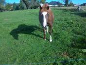 Yegua Welsh Poni (Sección C) En venta 2012 Alazán tostado