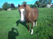 Yegua Welsh Poni (Sección C) En venta 2012 Alazán tostado