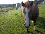 Yegua Welsh Poni (Sección C) En venta 2012 Alazán tostado