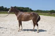 Ponette de sports