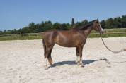 Ponette de sports