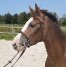 Ponette de sports