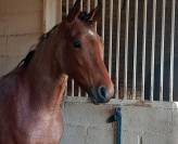 Poney 1m53 pp, 4 ans loisirs compétition.
