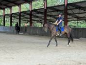 Jument KWPN magnifiques origines dressage