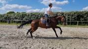 Jument hanovrienne 5 ans
