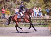 Jument hanovrienne 5 ans