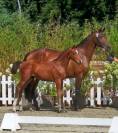 Lieve knappe hengstveulen 