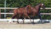 Lieve knappe hengstveulen 