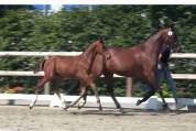 Lieve knappe hengstveulen 