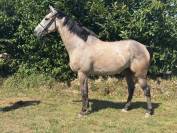 A vendre - AQPS - 4 ans